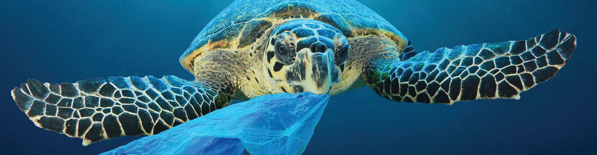 Turtle with a plastic bag - Composite Prime
